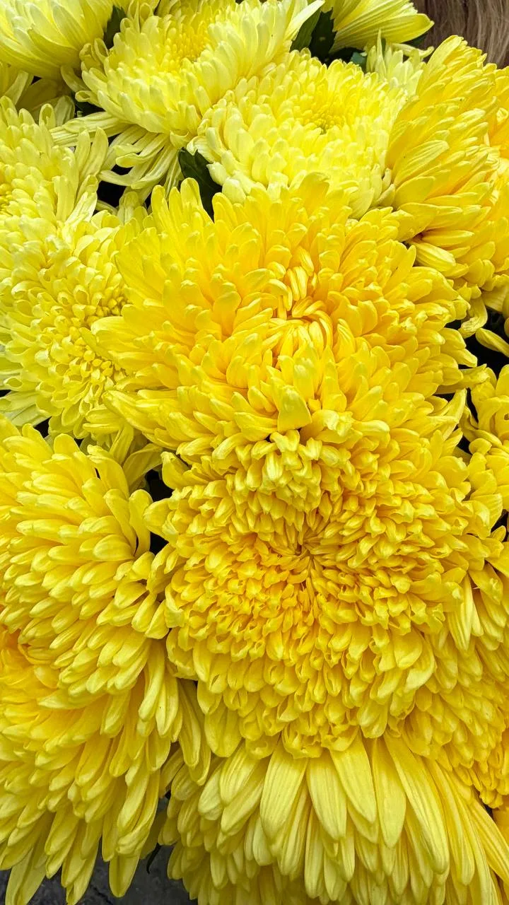 Осень — это не только дожди и серость, но и невероятно яркие краски! 🌼 Эти огромные же...