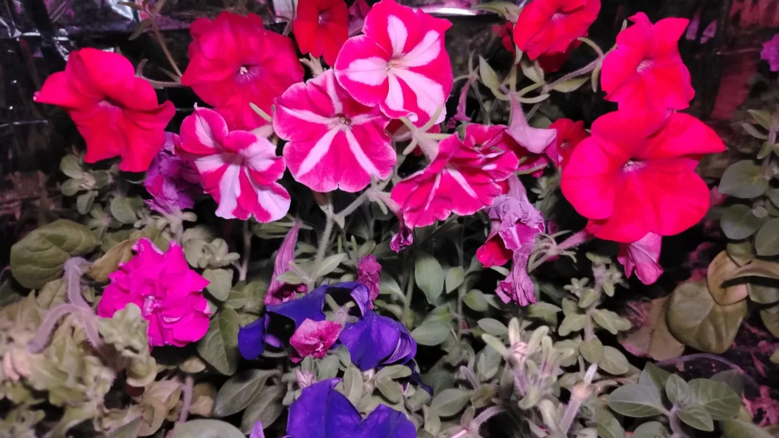 🌸🌺 ГОРТЕНЗИЯ 🌸🌺   💰от 300руб  саженцы буддлея, жасмин, снежноягодник, дейция, пузыреплодник, лапчатк
