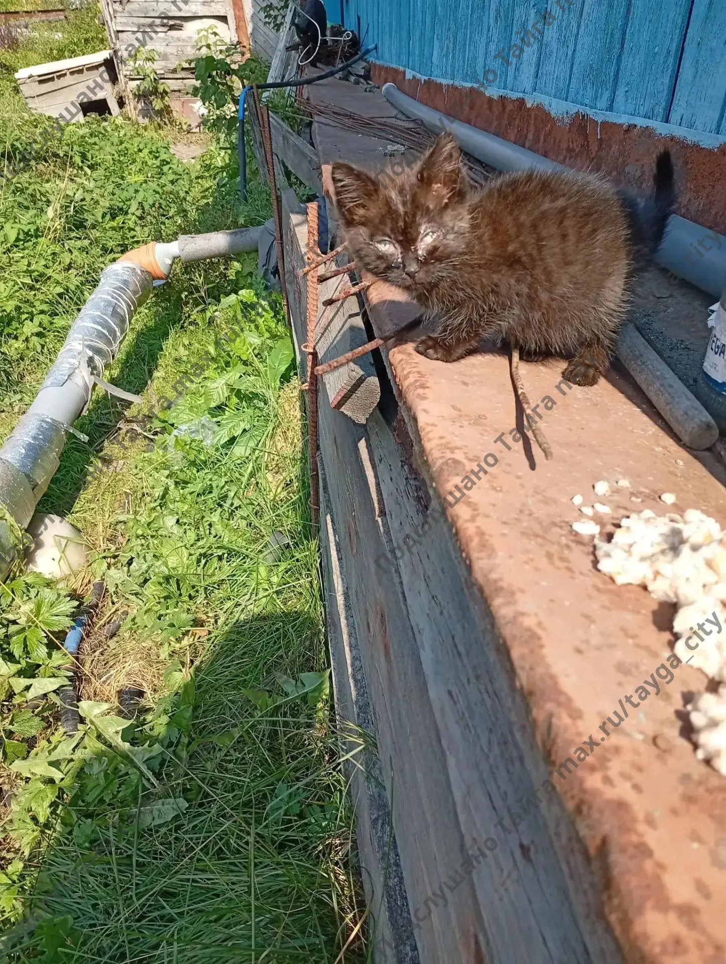На Байдукова 4 живут вот такие котятки, может кому приглянутся малыши.