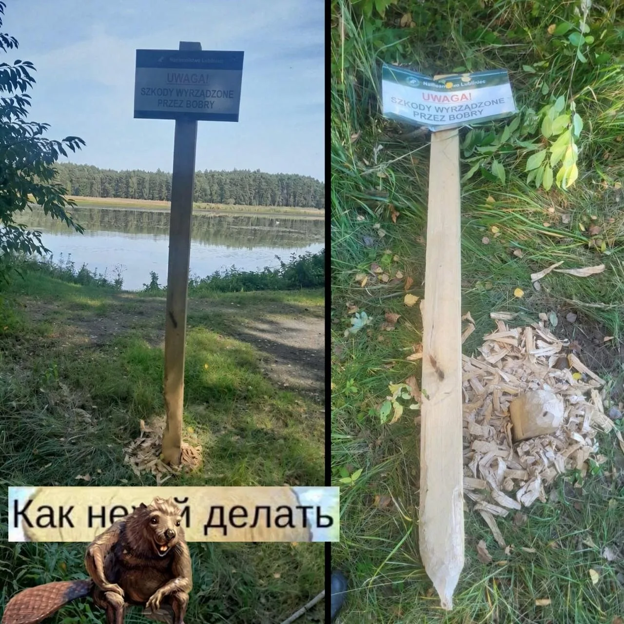В Польше бобры сгрызли табличку, которая предупреждала о бобрах.