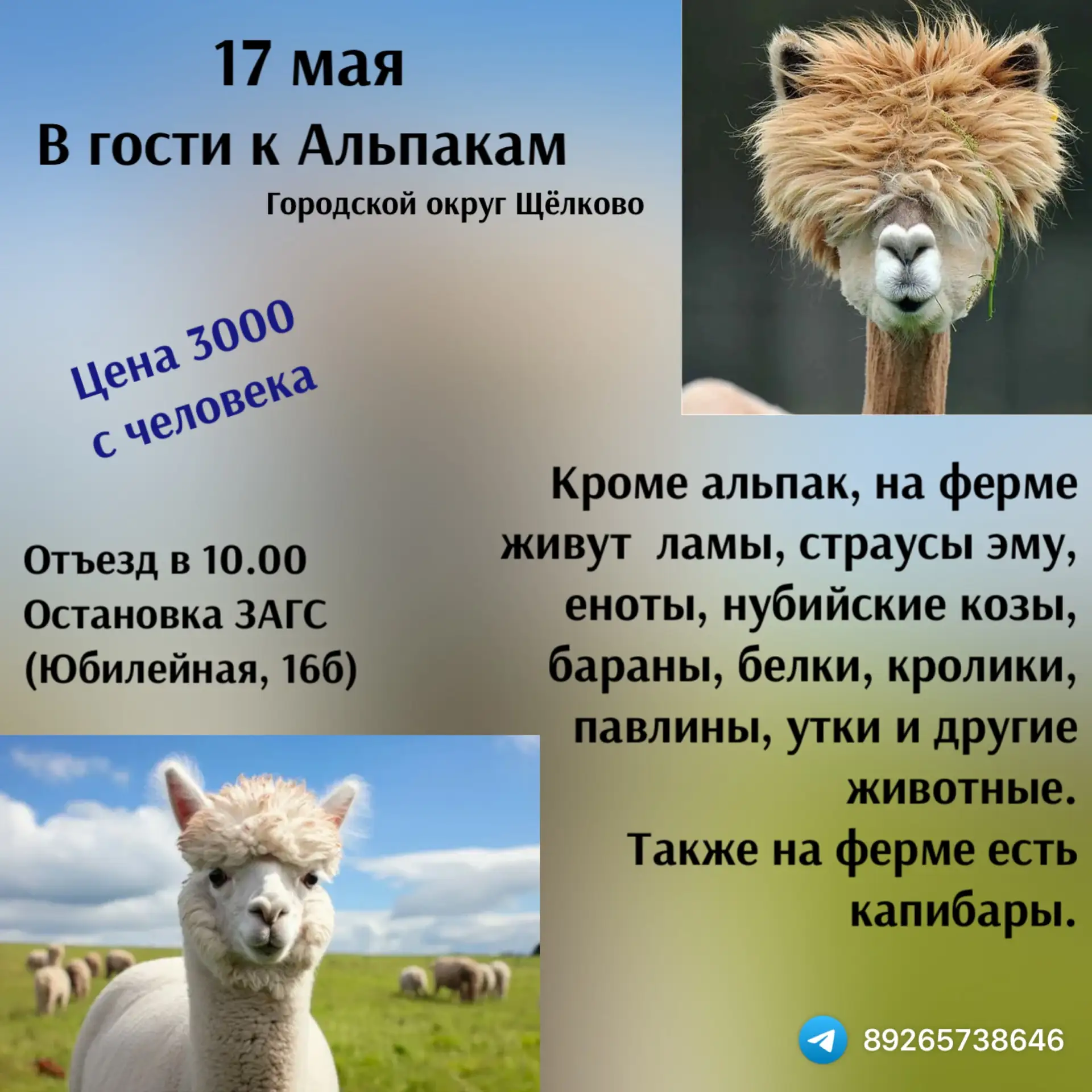 🐾 Экскурсия к альпакам