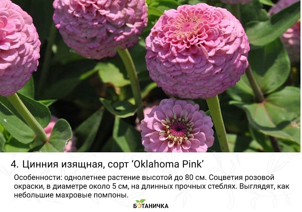 🌸 Если разложить рядом десять современных цинний, мало кто поверит, что это один и тот...