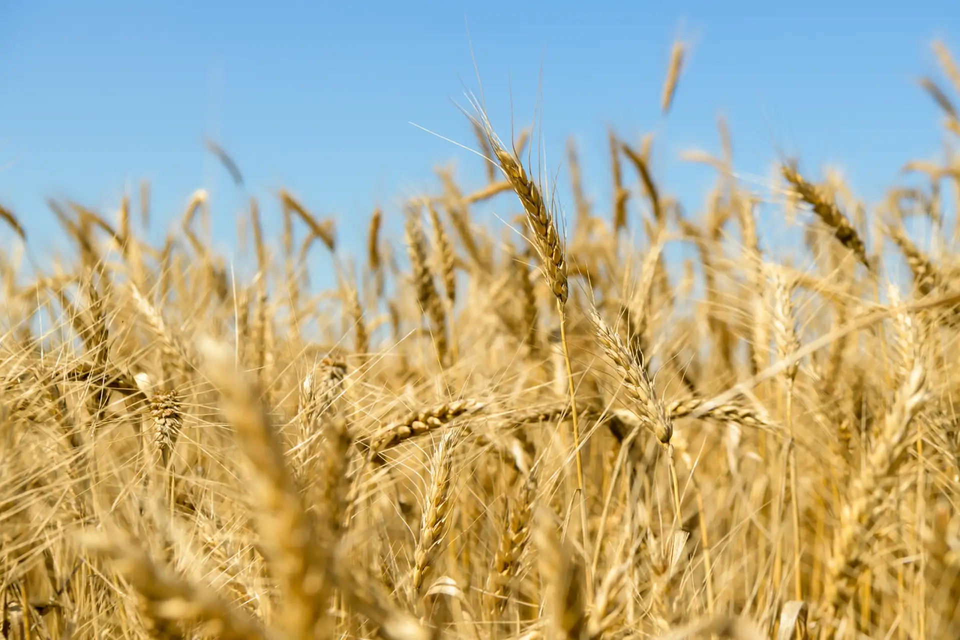 🌾 В Тоцком районе полным ходом идет уборочная страда!
