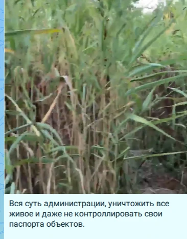 ОБРАТНАЯ СВЯЗЬ по вопросу очистки прудов парка «Южные пруды» от камыша и иловых отложений

Между МКУ