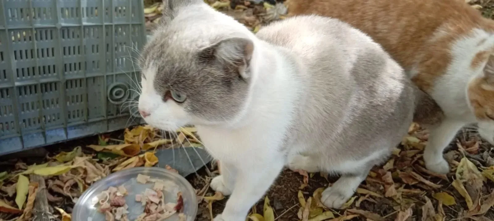 Бийск! Во двор прибился котик. Скоро холода, пожалейте котишку,молоденький. давайте най...