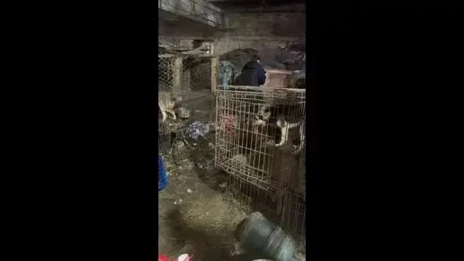 Более 500 собак в ужасных условиях: власти начали проверку «Острова надежды»