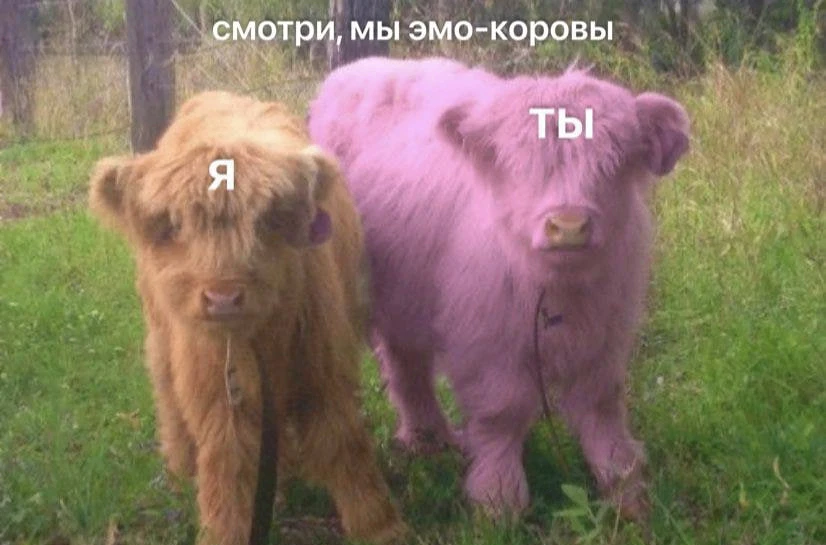 *мы бро?