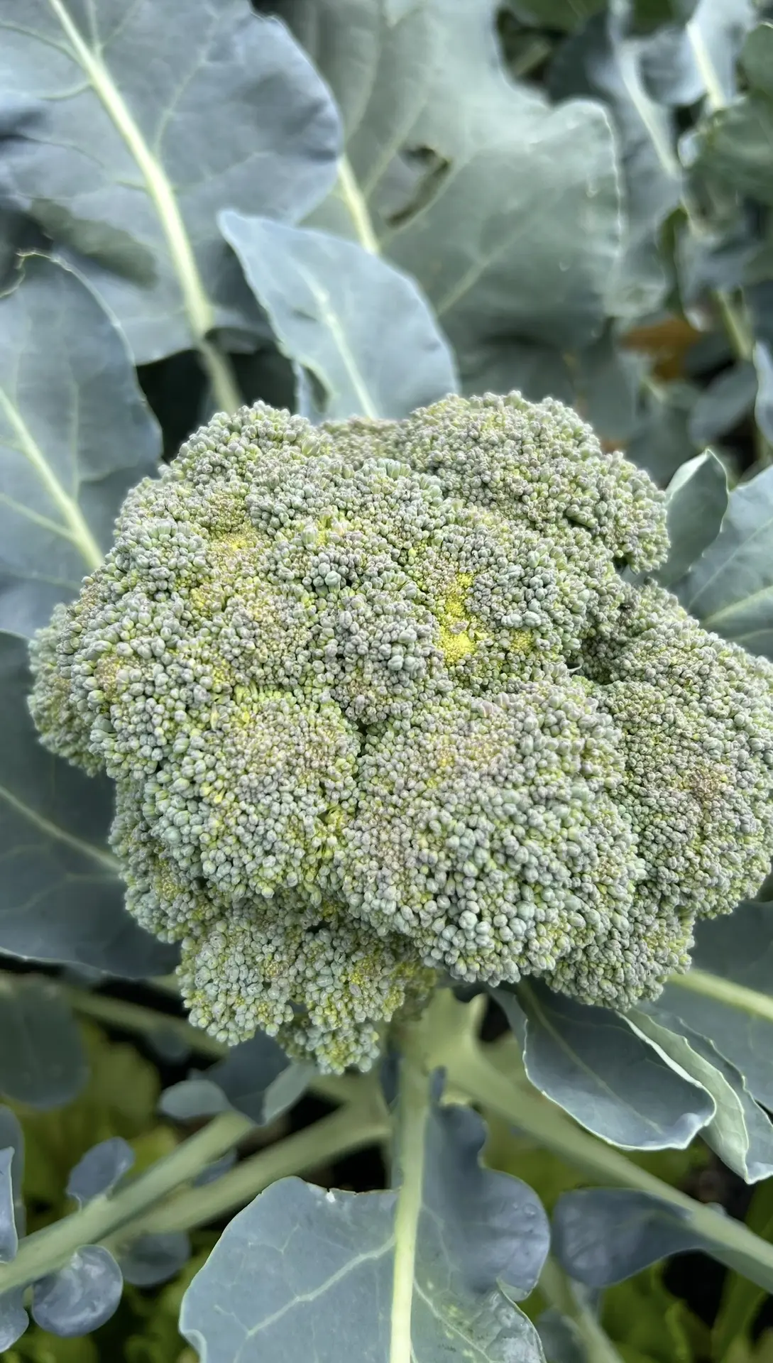 КАПУСТА БРОККОЛИ - нюансы 🥦   -Когда сажать на рассаду? -Когда высаживать в грунт? -Как сделать так,