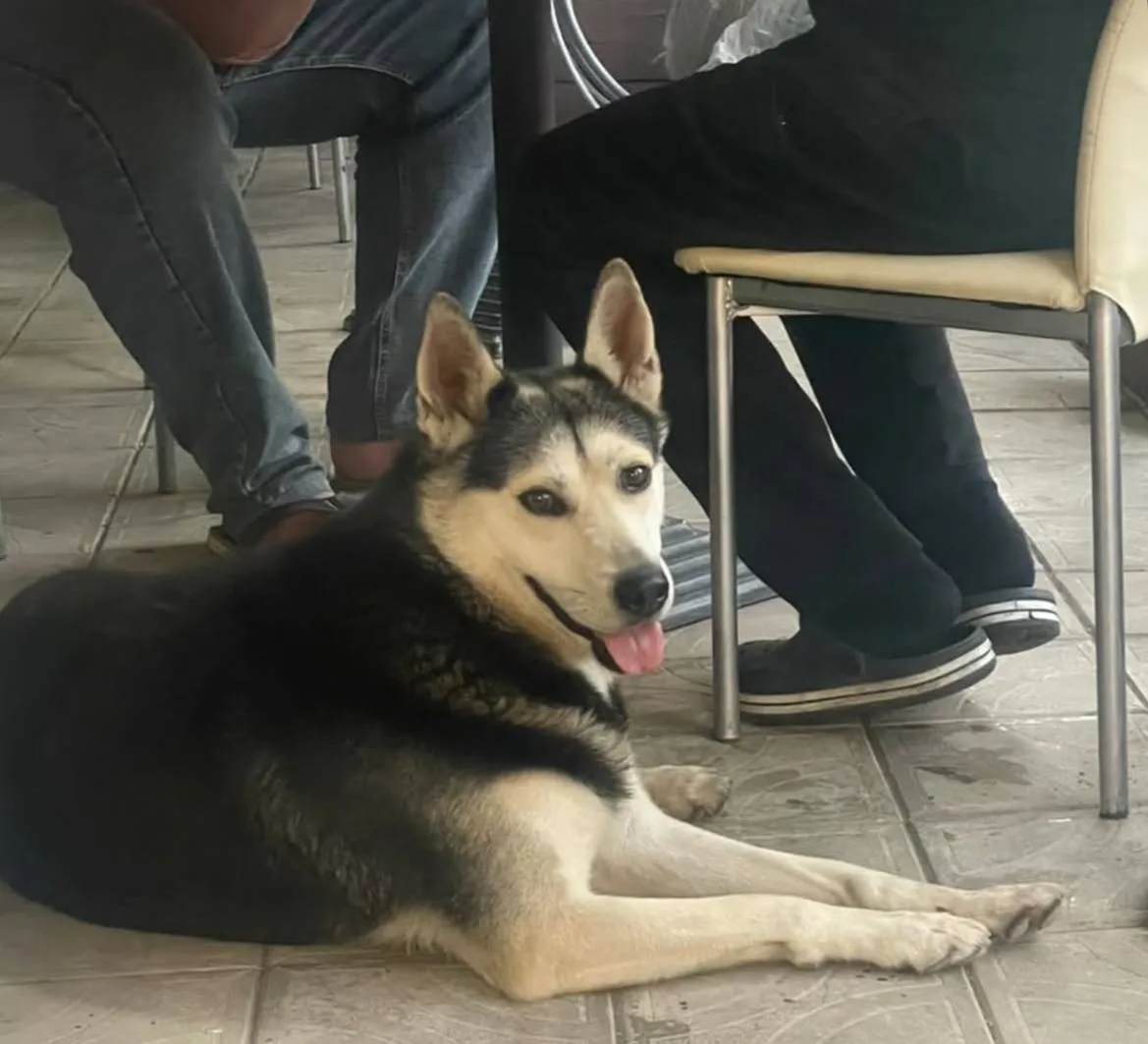 🐕 #потеряшкишанхая