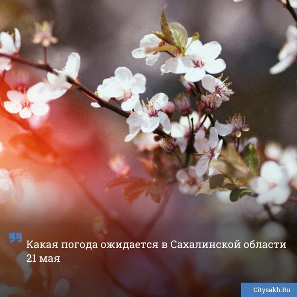 🤩 Практически летняя температура ожидается завтра в южных районах острова Сахалин. _________________
