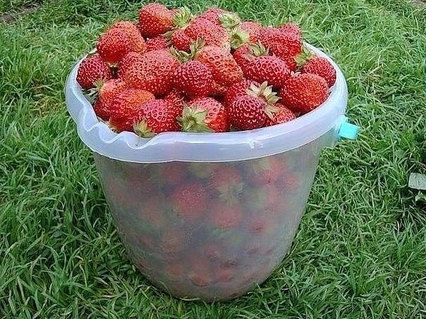 СОВЕТ САДОВОДАМ, КОТОРЫЕ СОБИРАЮТСЯ СМЕНИТЬ КЛУБНИЧНОЕ МЕСТО 🍓

В 10 литров воды (ведро не металлич