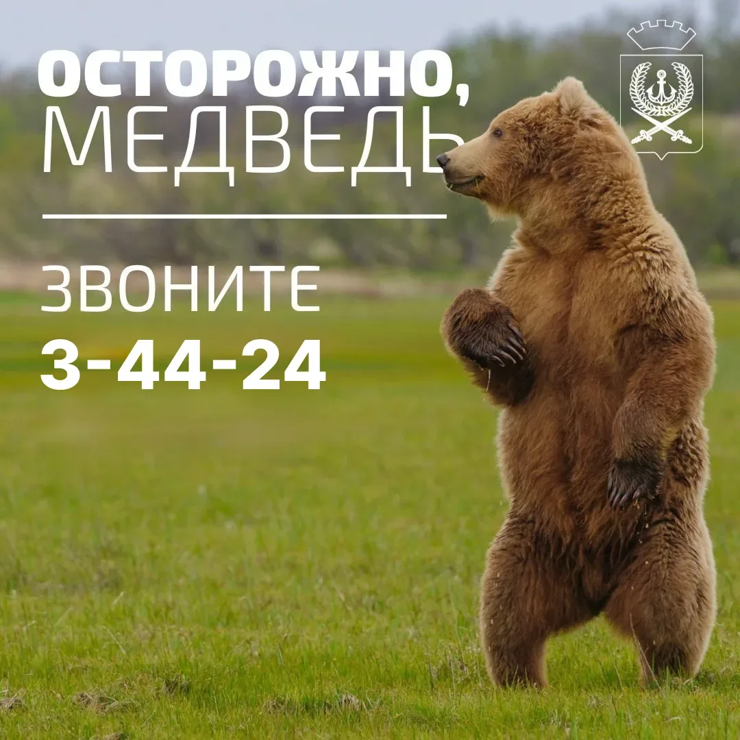 🐻 НАПОМИНАЕМ О ПРАВИЛАХ БЕЗОПАСНОСТИ ПРИ ВСТРЕЧЕ С МЕДВЕДЕМ