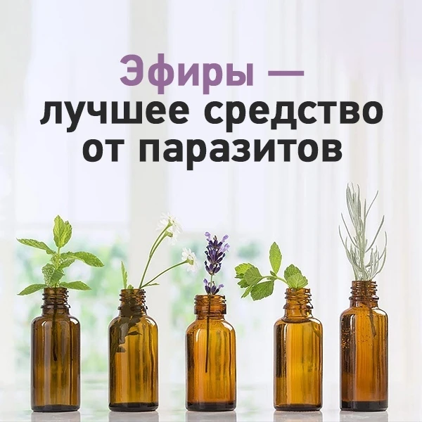 Почему эфирные масла — лучшее средство от паразитов: 5 причин
