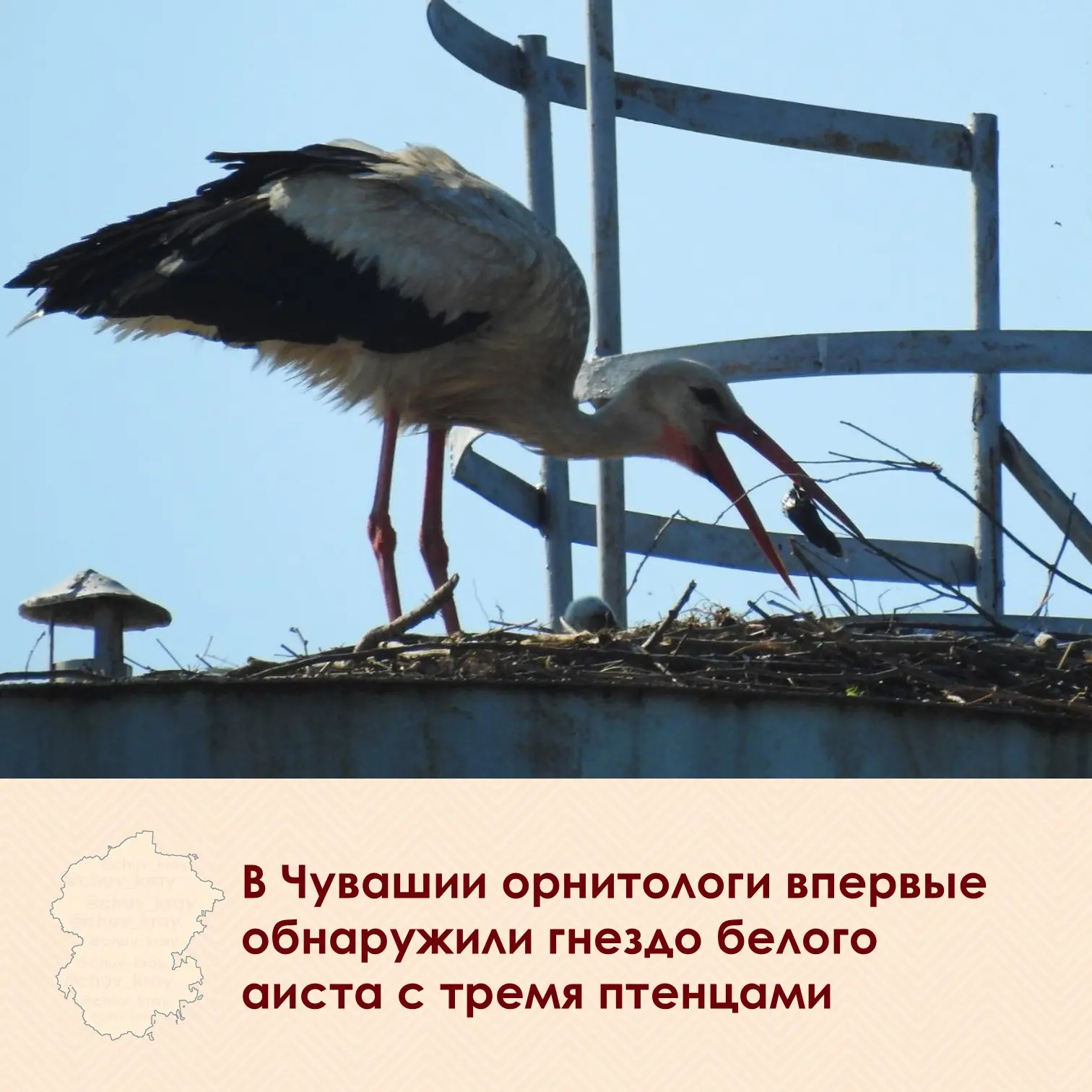 ⚡️ 14 июня орнитолог Геннадий Исаков обнаружил в республике гнездо белого аиста с тремя...