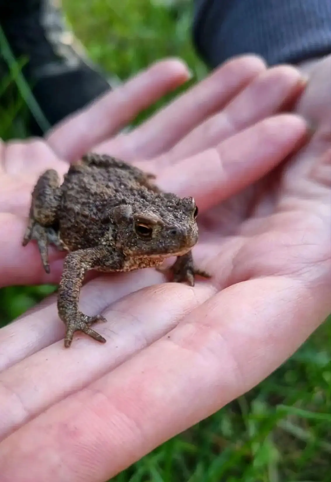 🐸 В Когалыме водится жаба обыкновенная. И нет, бородавки она не вызывает

Самки могут достигать до 
