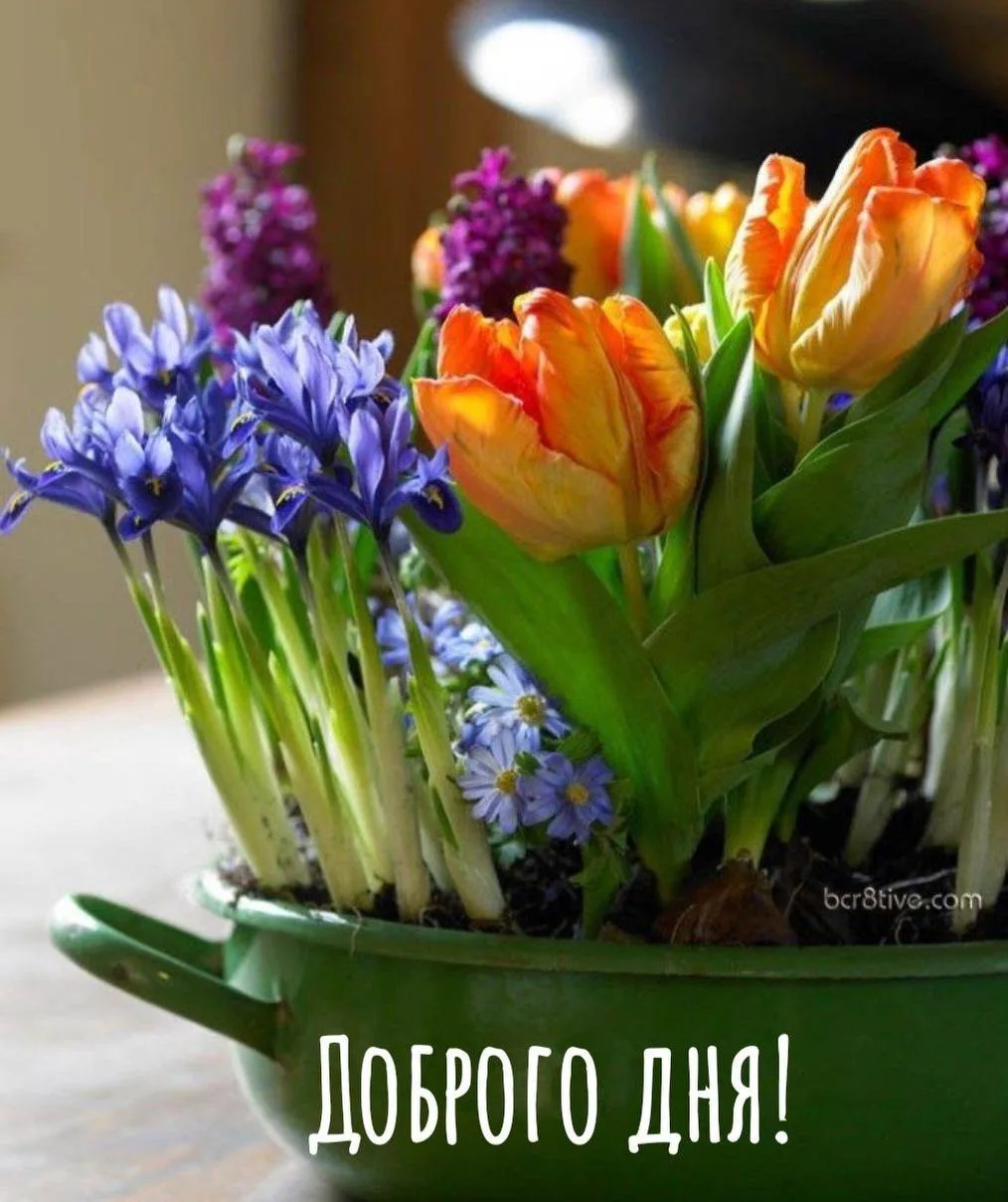 Дневник дачника