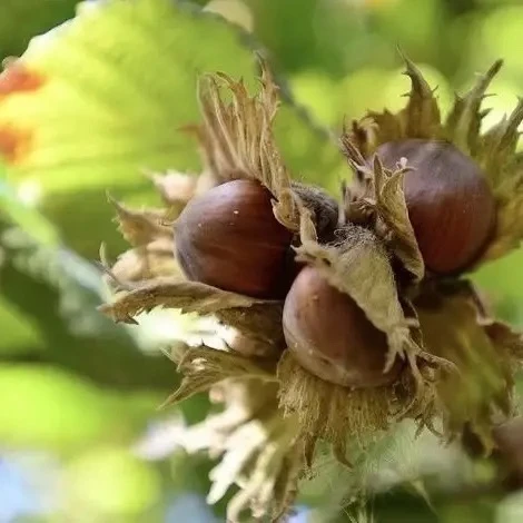 🌰 Фундук на 6 сотках: реально и очень вкусно

Фундук — это окультуренная лещина. Орехи вкуснее, кру