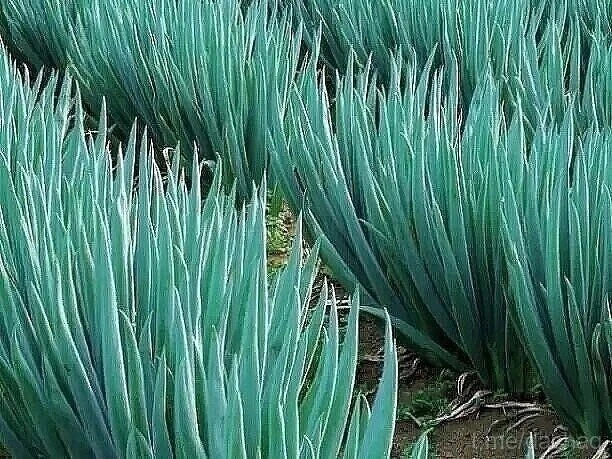 Секреты богатого урожая лука 🌱