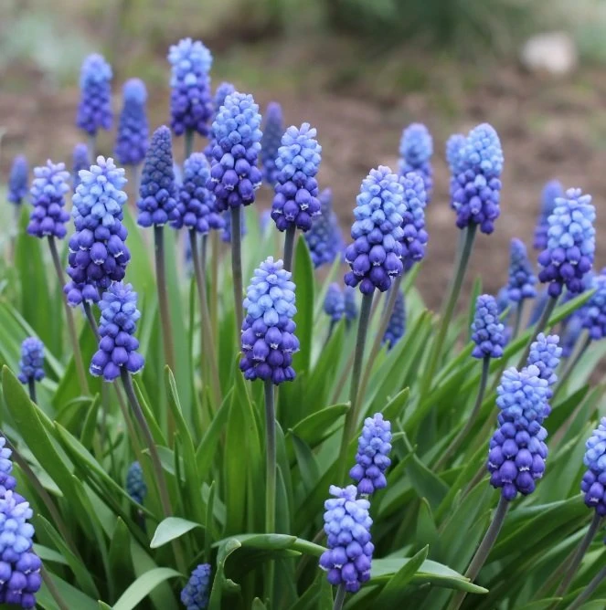 💙 МУСКАРИ — ПРЕЛЕСТЬ, КОТОРАЯ ЗАЦВЕТАЕТ ПЕРВОЙ!