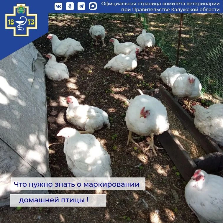 🐔 Важное напоминание для владельцев домашней птицы! 🐔