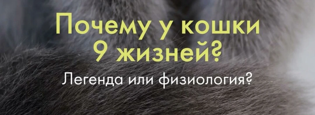 Почему у кошек 9 жизней?