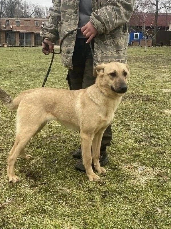 Ищем заботливых владельцев для очаровательной Беллы 🐾