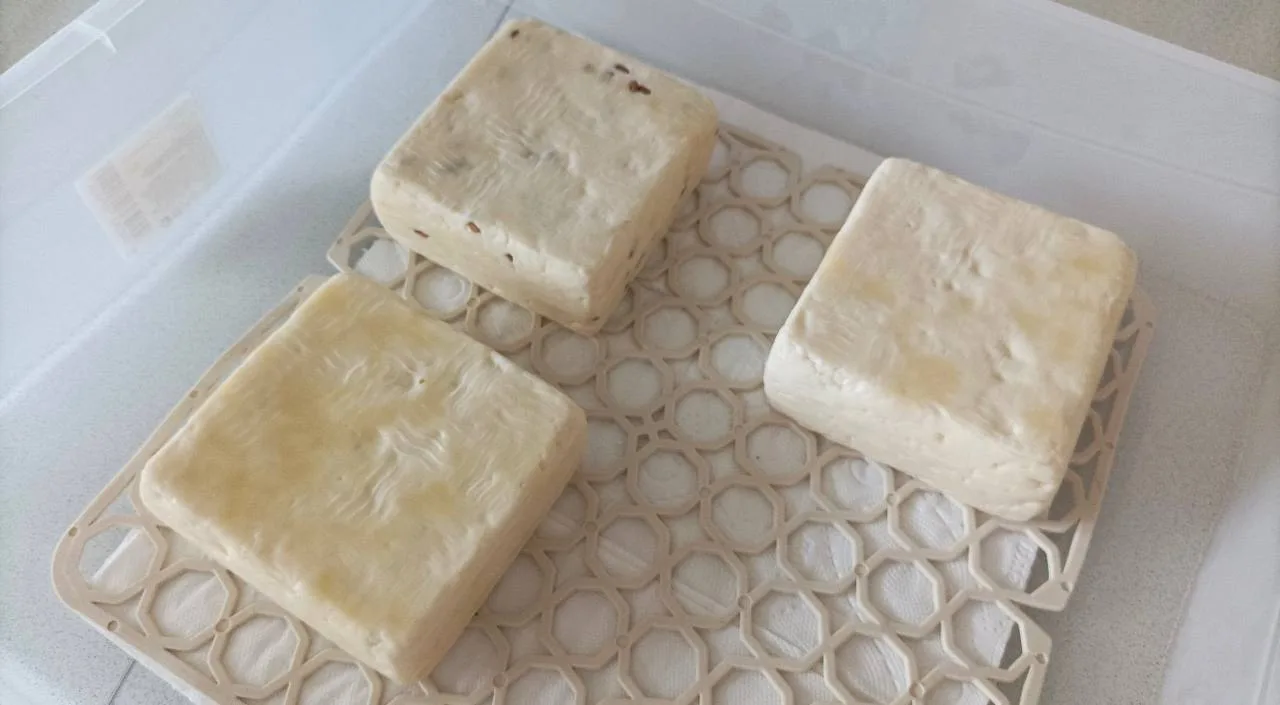 Желтые пятна на Качотте: порок или норма? 🧀

Ученица поделилась фото: Качотте 1 день, стоит в холод