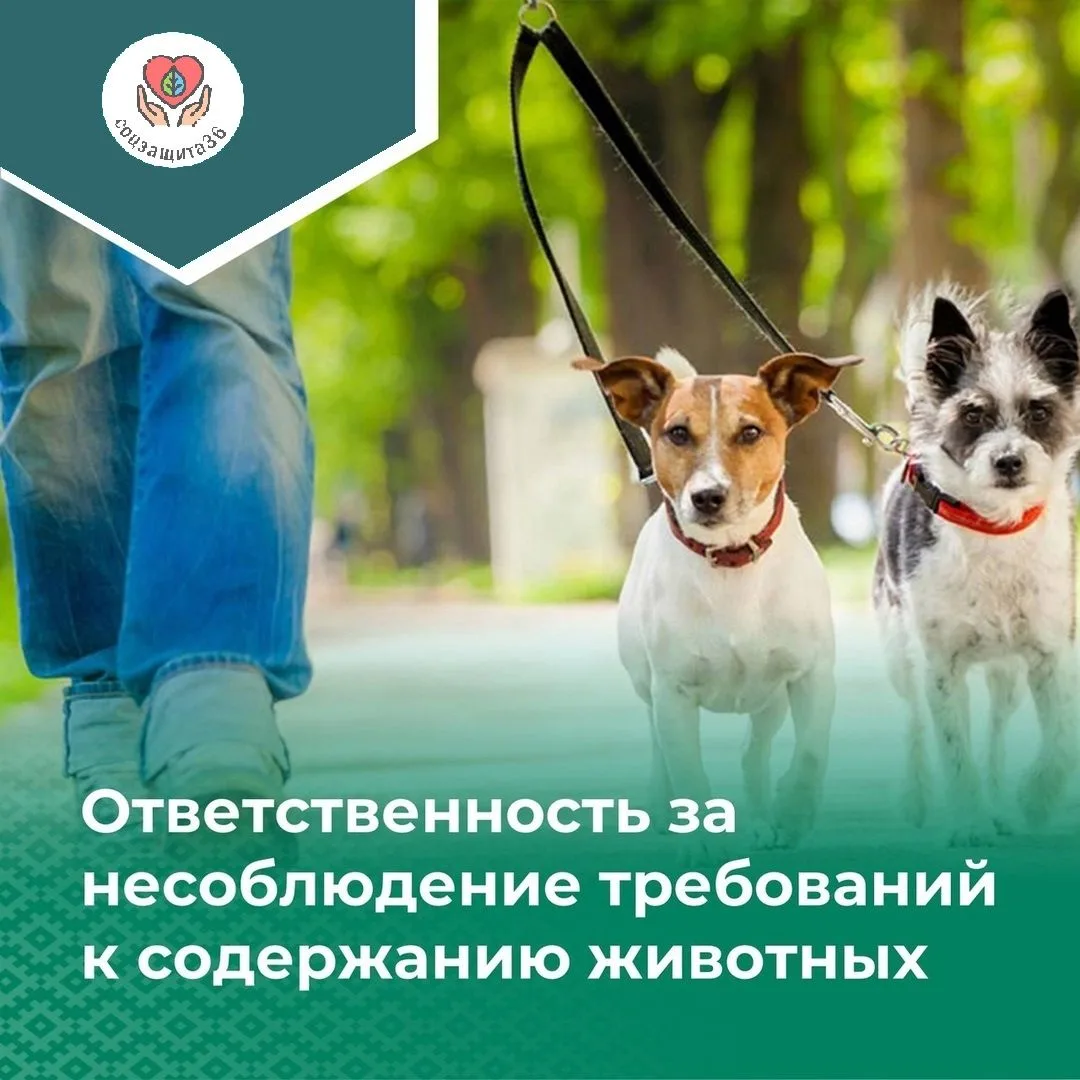Государственная ветеринарная служба Воронежской области ПРЕДУПРЕЖДАЕТ

В целях недопущения возникнов