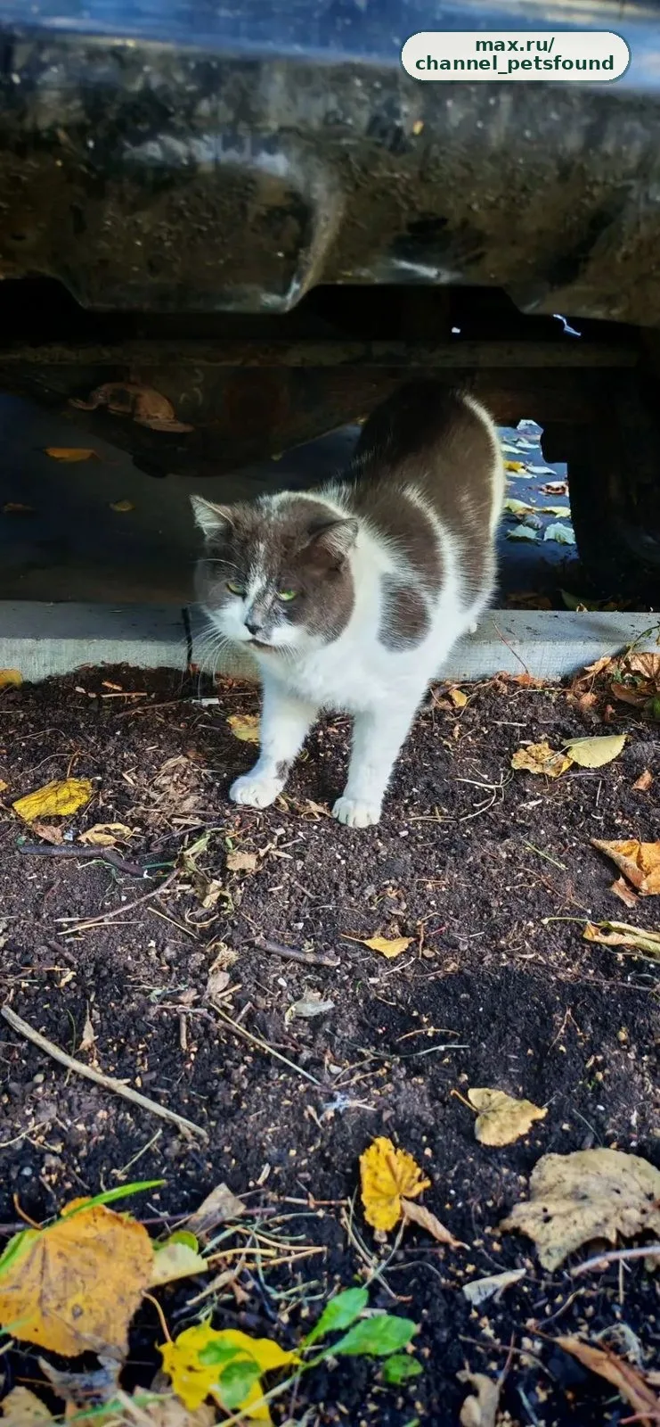 🐾 Найден питомец — Москва
