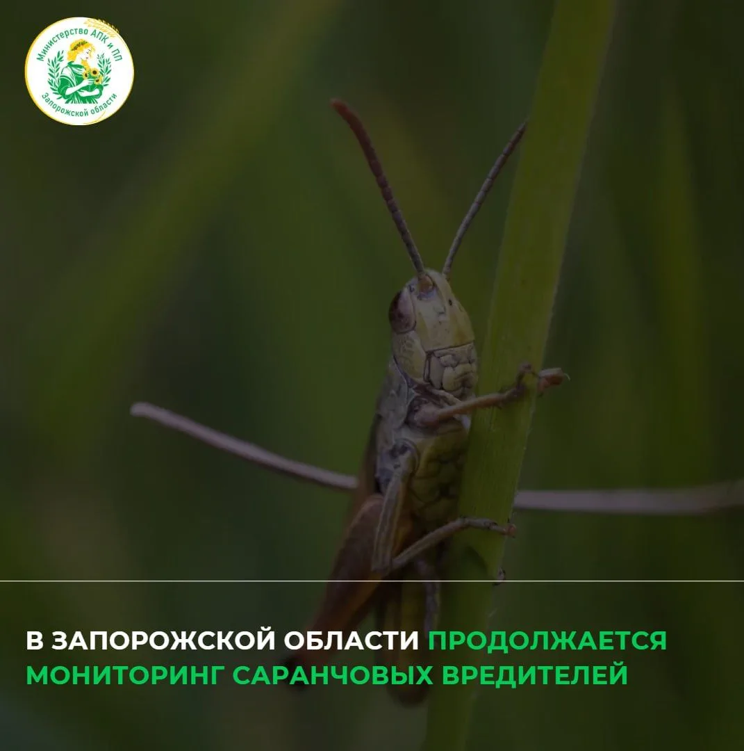 🔹️🔹️Крупных очагов распространения саранчи в Запорожской области не выявлено