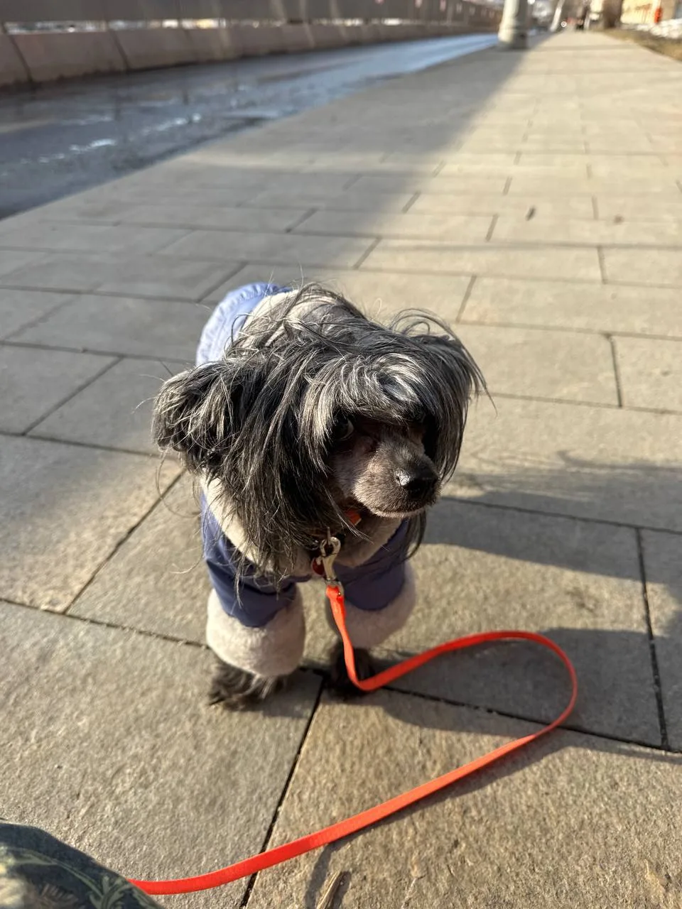 🐕 Собака игнорирует запреты? Возможно, проблема вообще не в собаке.