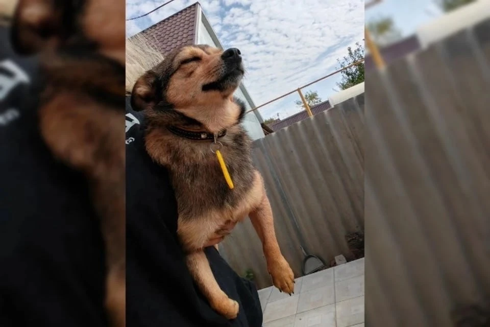 🐶 Та самая Белка-путешественница уже дома