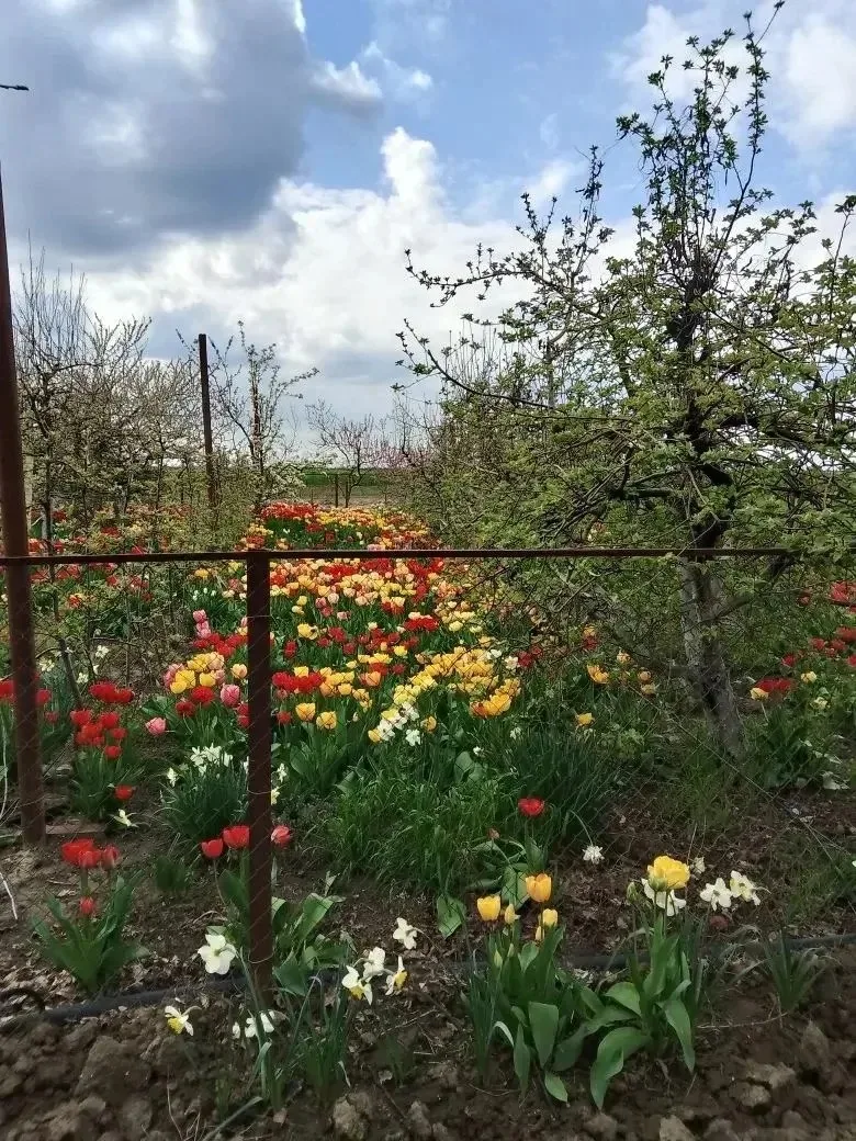🌷🌹Наши подписчики продолжают делиться цветочным великолепием своих клумб.  Вы только посмотрите, как