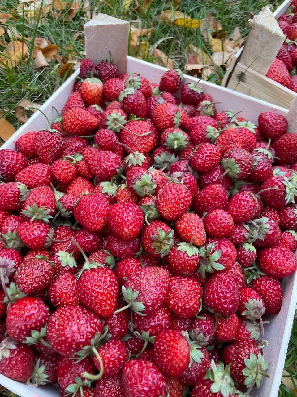 🚨🍓🍑 НОВОКУЗНЕЦК — СВЕЖИЕ ЯГОДЫ И СЕЗОННЫЕ АБРИКОСЫ! ❤️