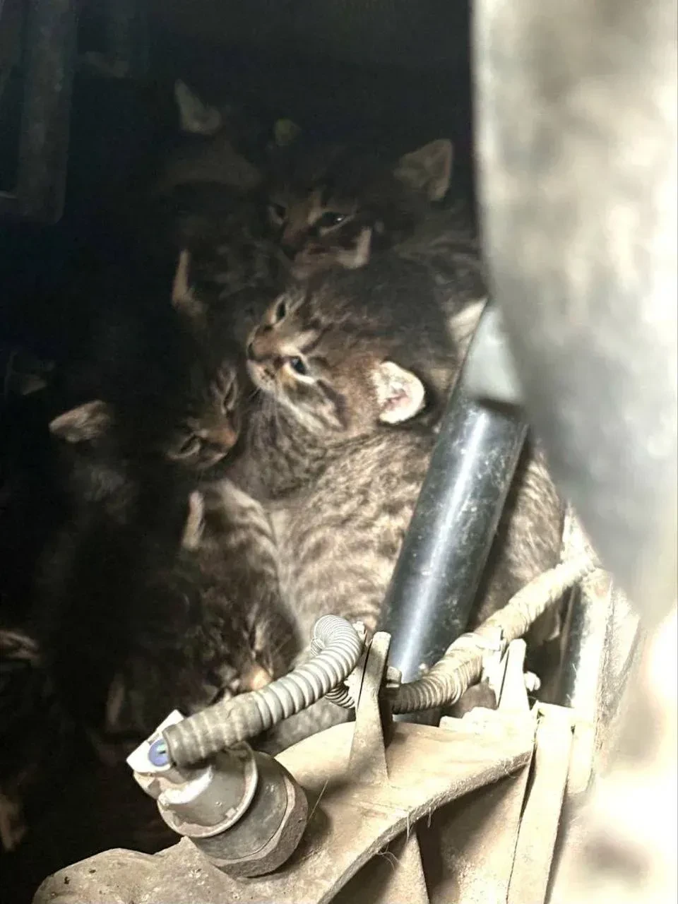 В Балашихе мама-кошка спрятала своих котят под машиной. Неравнодушные люди заметили мал...