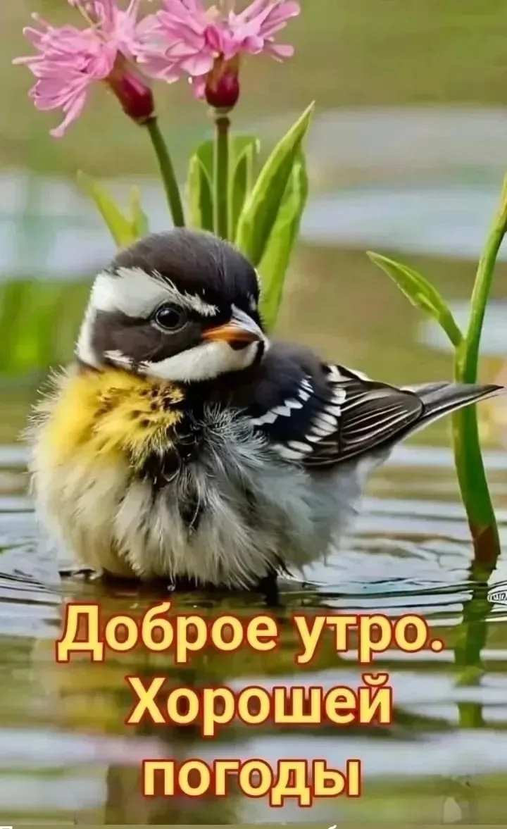 🌞🎉 Желаем бодрого утра и замечательного дня!