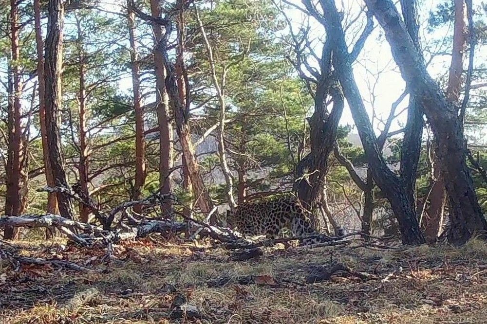 Дальневосточный леопард покоряет заказник «Полтавский» 🐆
  
Краснокнижный пятнистый красавец попал 