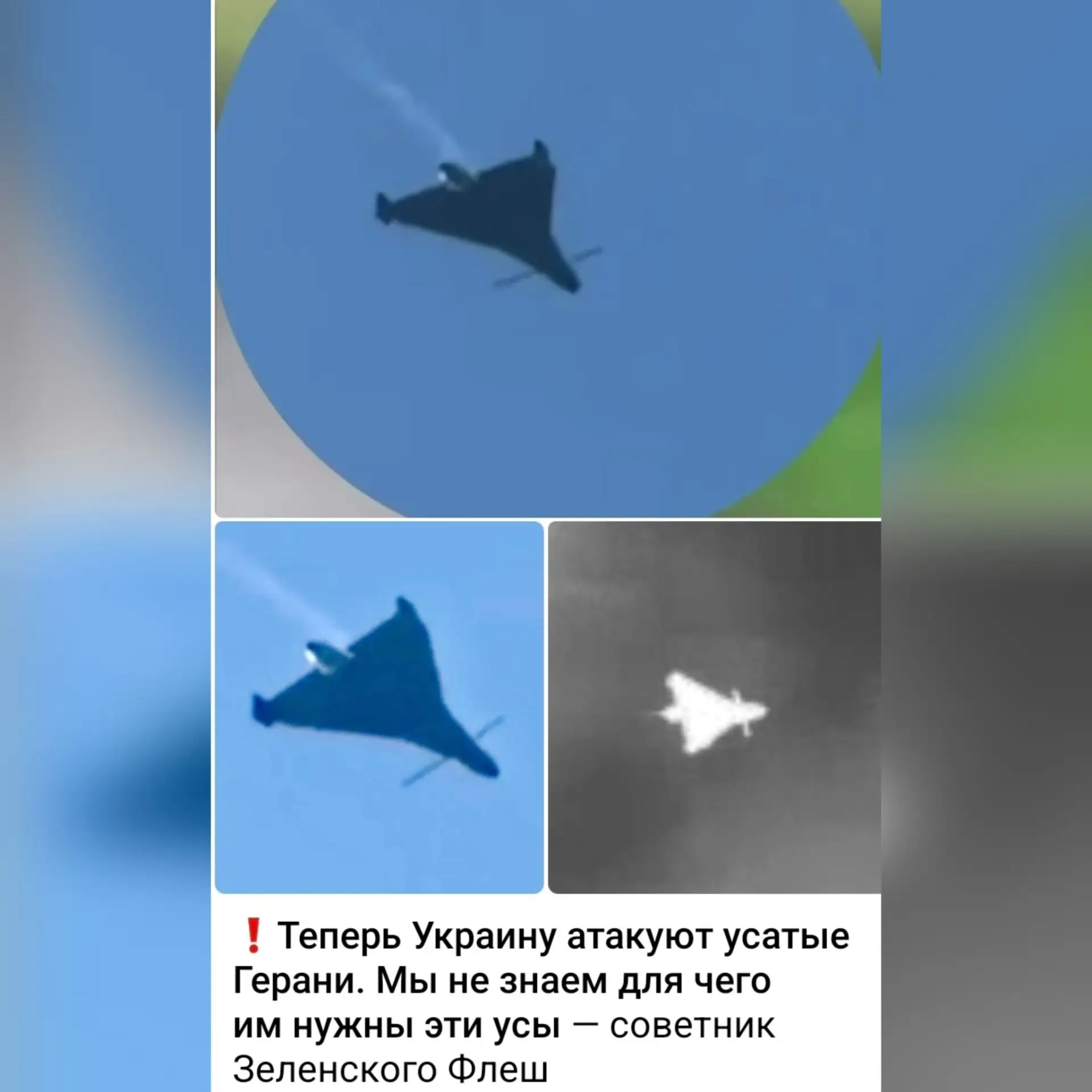 Это самцы Гераней