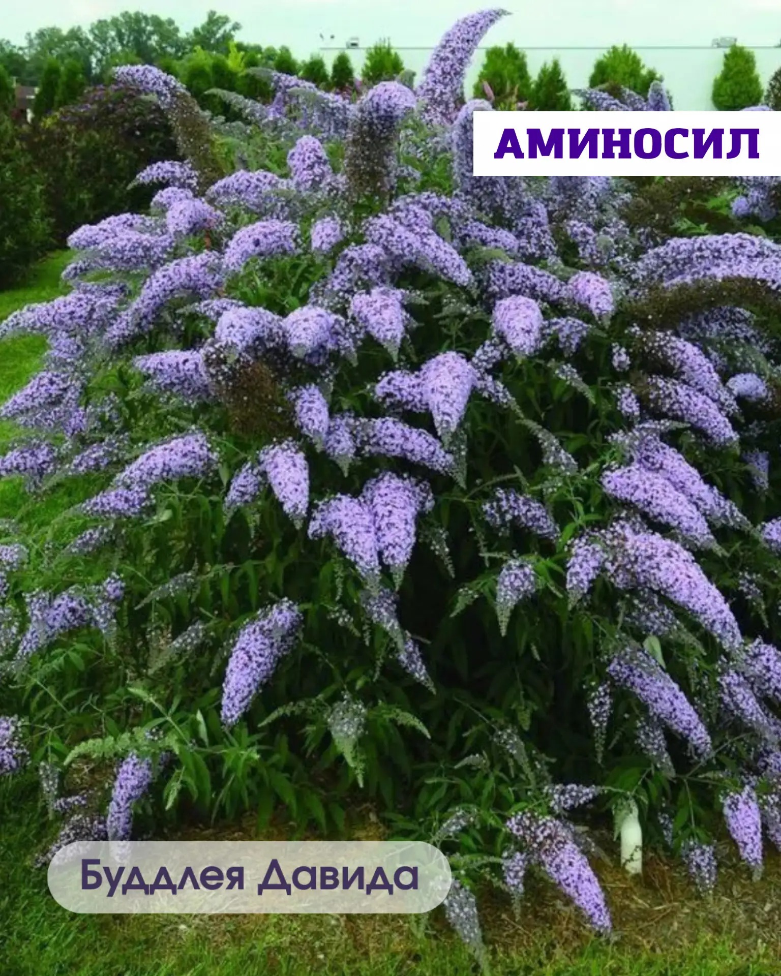 🌿 5 неприхотливых кустарников, которые мгновенно преобразят ваш сад  Хотите, чтобы участок выглядел 