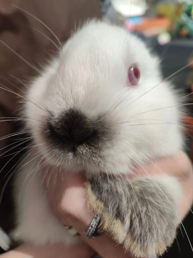 🐾 Мы в ответе за тех, кого приручили  В группе «Светлячок» прошло необычное занятие, посвящённое дом