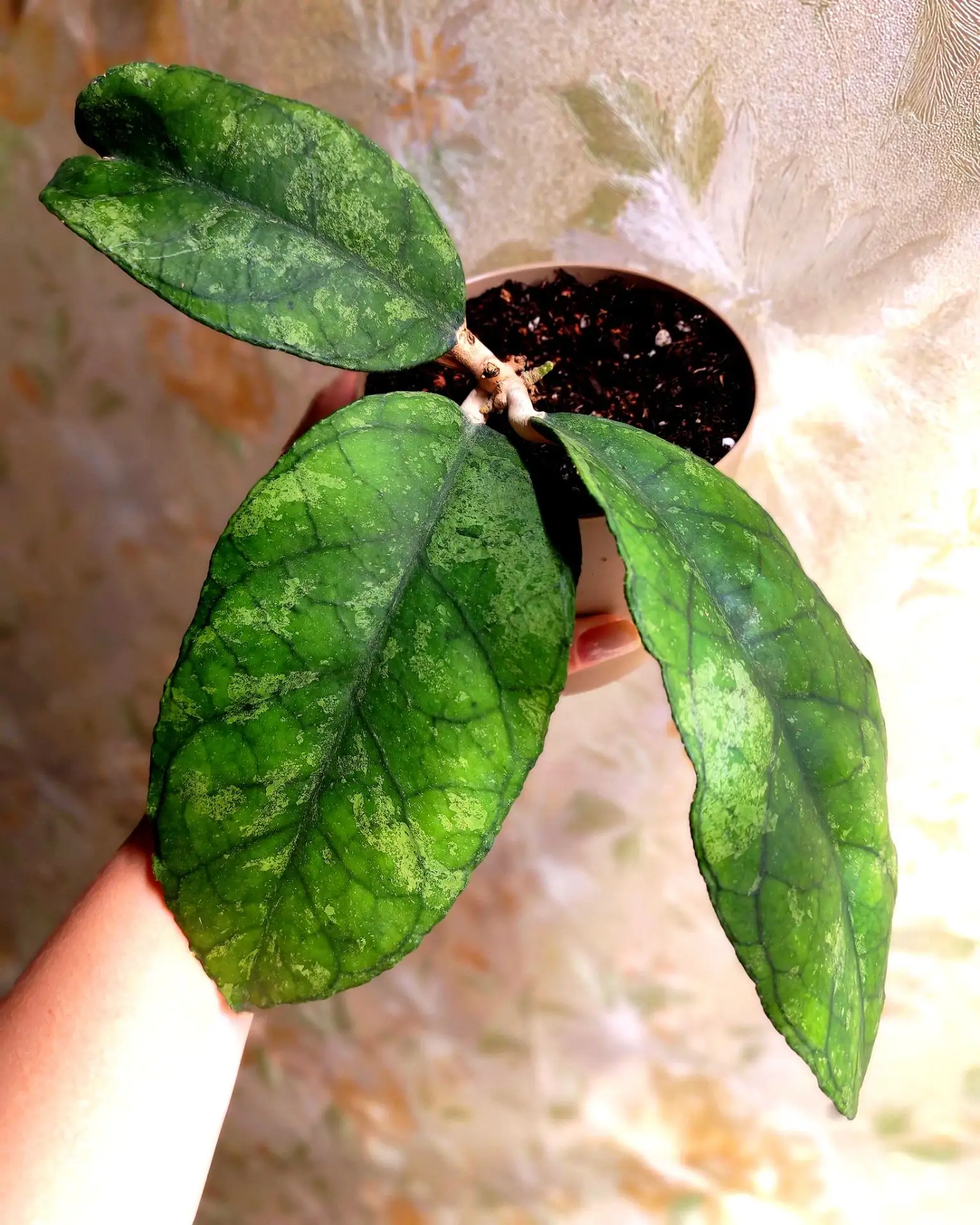 🌿 Тот случай, когда природа — лучший художник!Посмотрите на эти невероятные фактурные ...