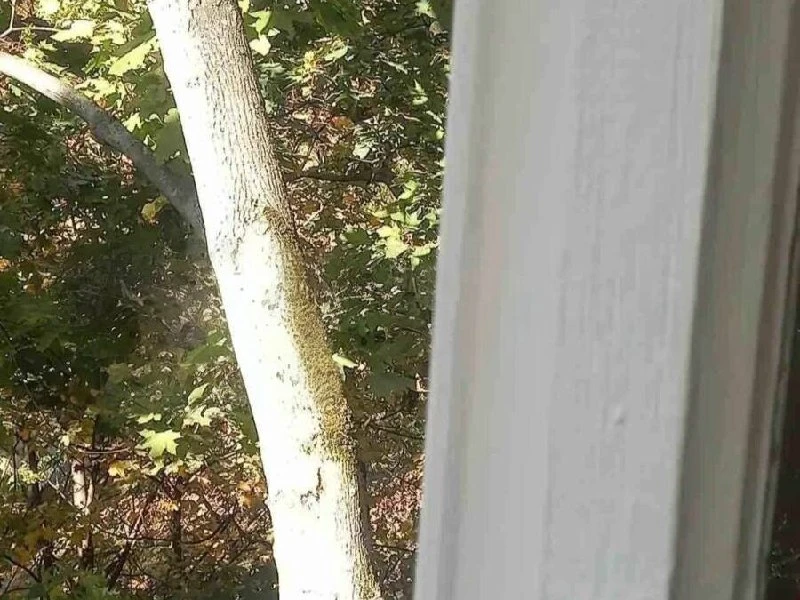 🌳 В Кузьминках жители просят опилить деревья