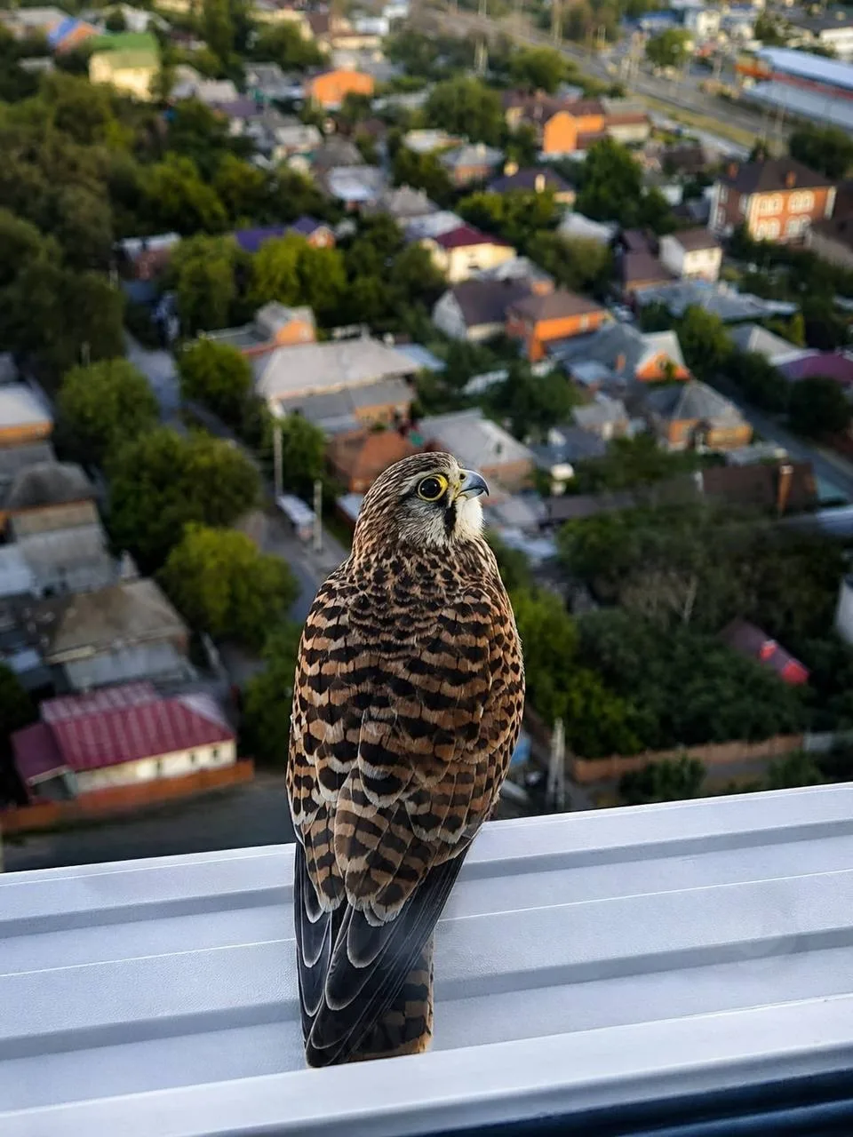 🦅 Сокол припарковался на 23-м этаже в одном из ЖК Ростова

📍 Ростов
👉 Подписаться
🔥 Ростов ЧП