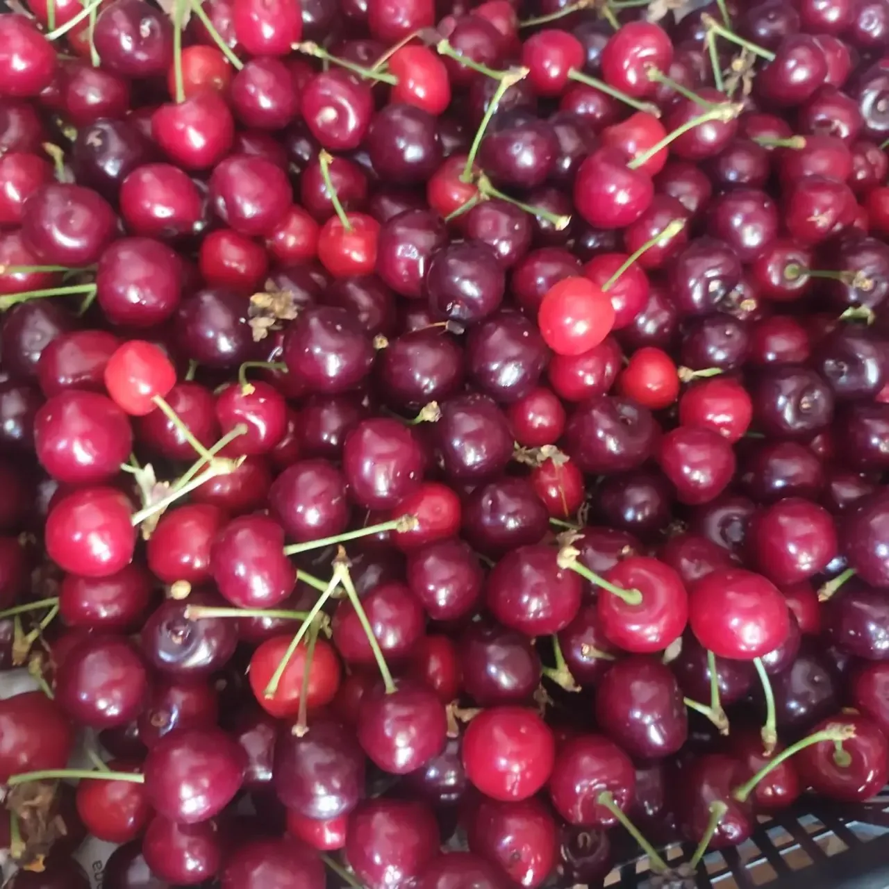 Вишня. 🍒 500р кг. Доставка по городу от 3х кг-БЕСПЛАТНО!