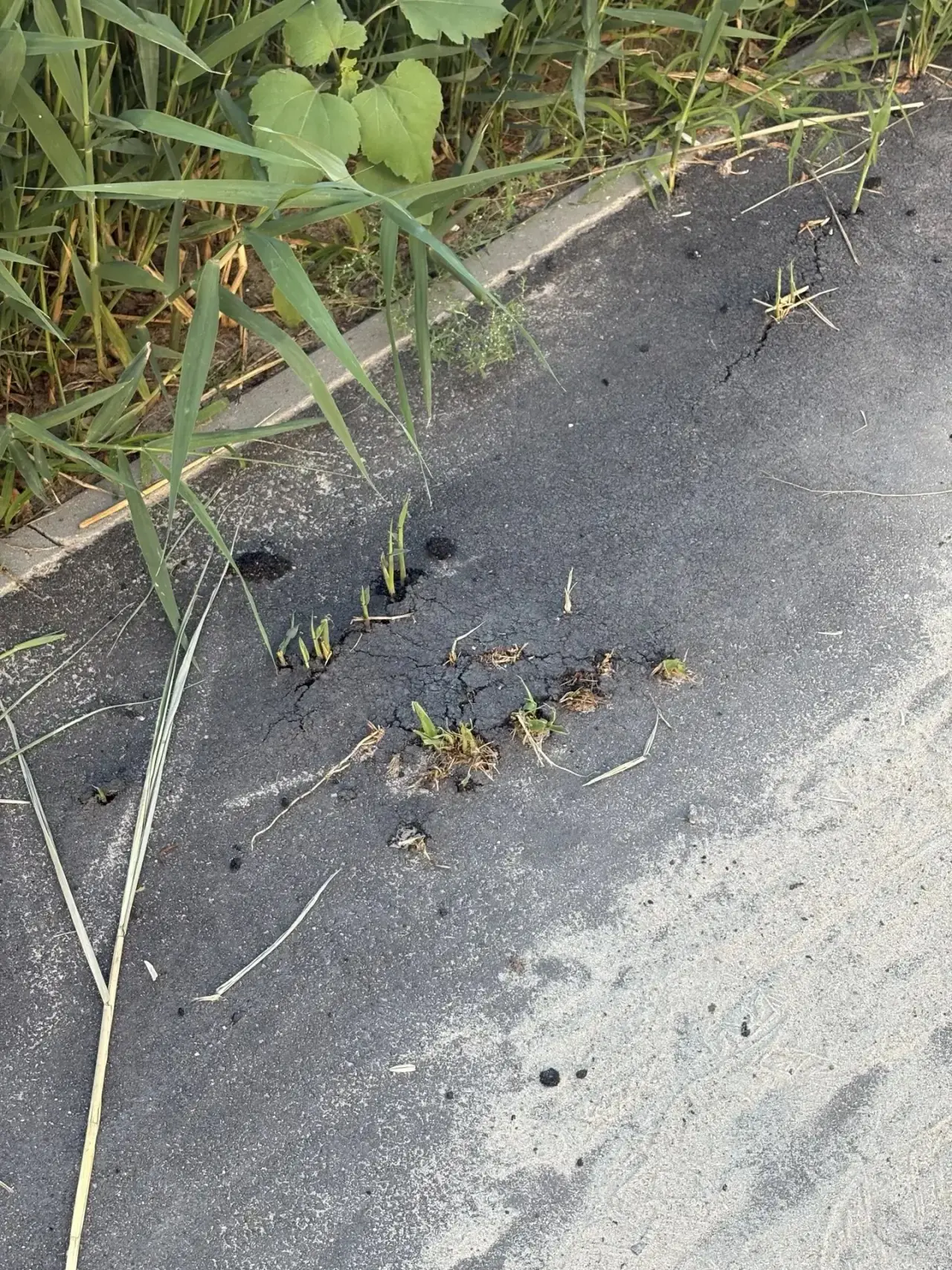 Дорожка рядом с зарослями камыша, напротив Волны 😳😳😳 Впервые такое вижу

На этом участке в ближай