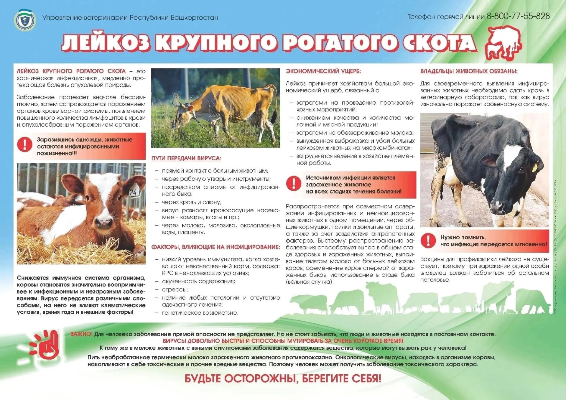 🟣Лейкоз крупного рогатого скота, или сокращённо ВЛ КРС (лейкемия, рак крови, белокровие) - злокачес