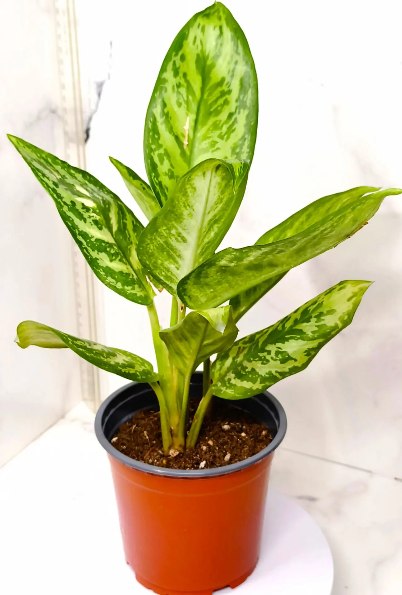 Аглаонема Платинум (Aglaonema Platinum)- 2300₽.