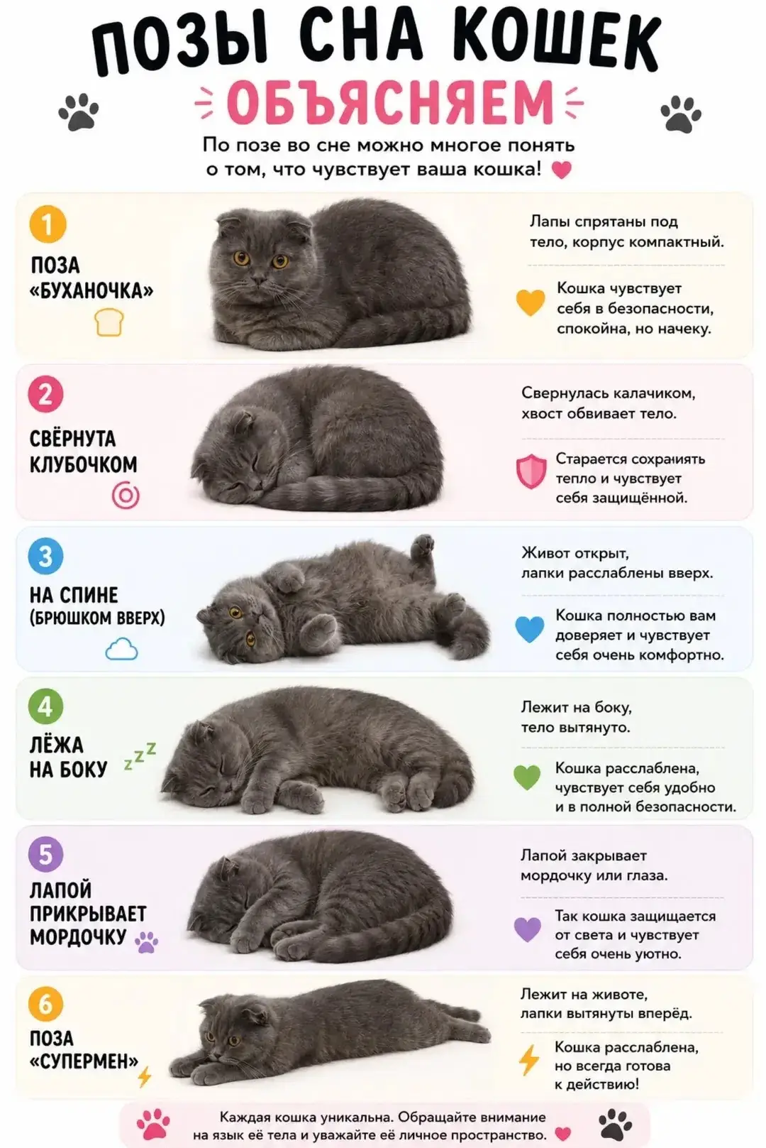 🐾Кошки умеют разговаривать без единого слова - нужно только научиться понимать язык их...