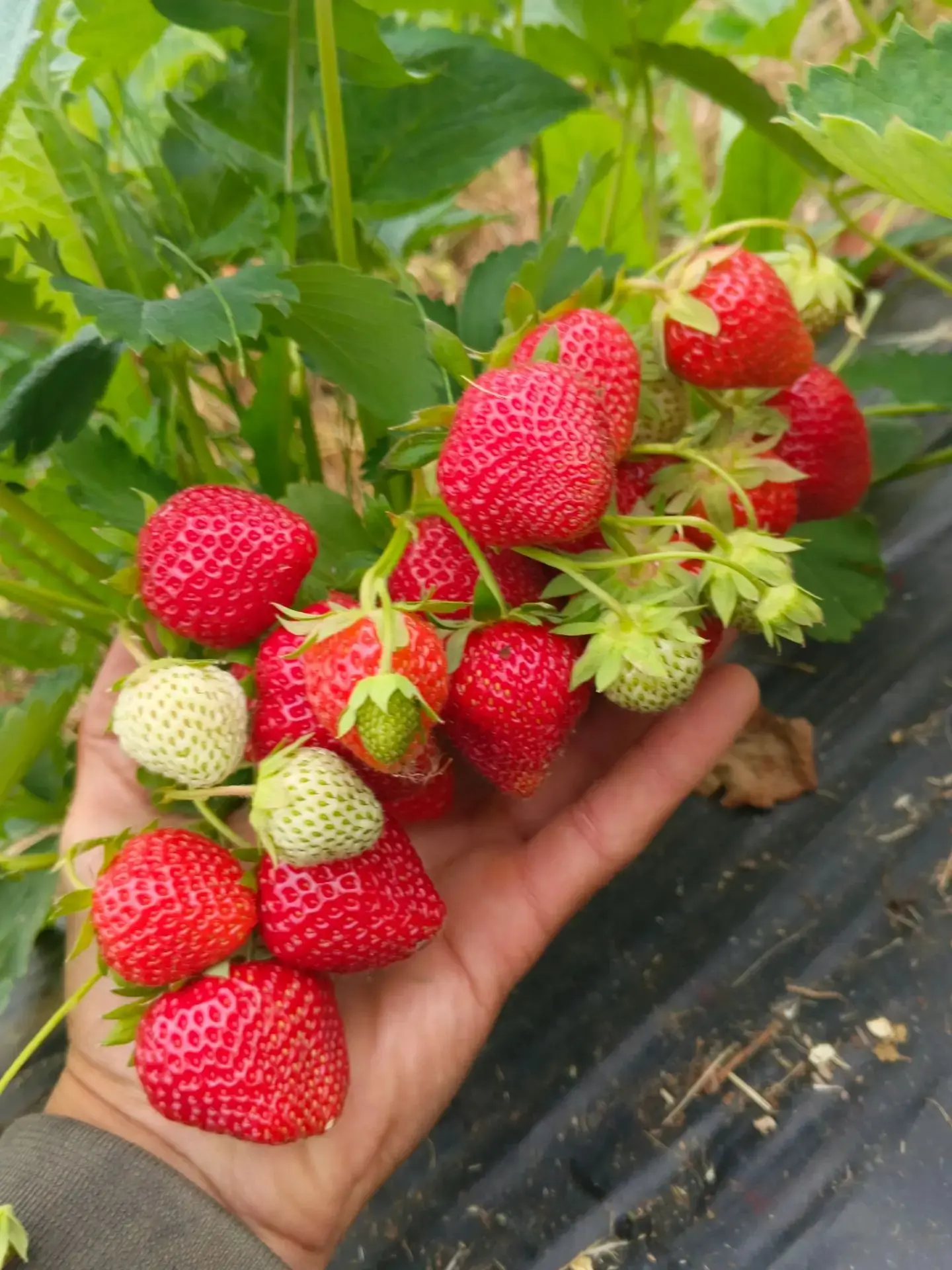 🍓 Да, наша цена выше рынка. Я это понимаю и не пытаюсь делать вид, что у нас самая дешёвая клубника