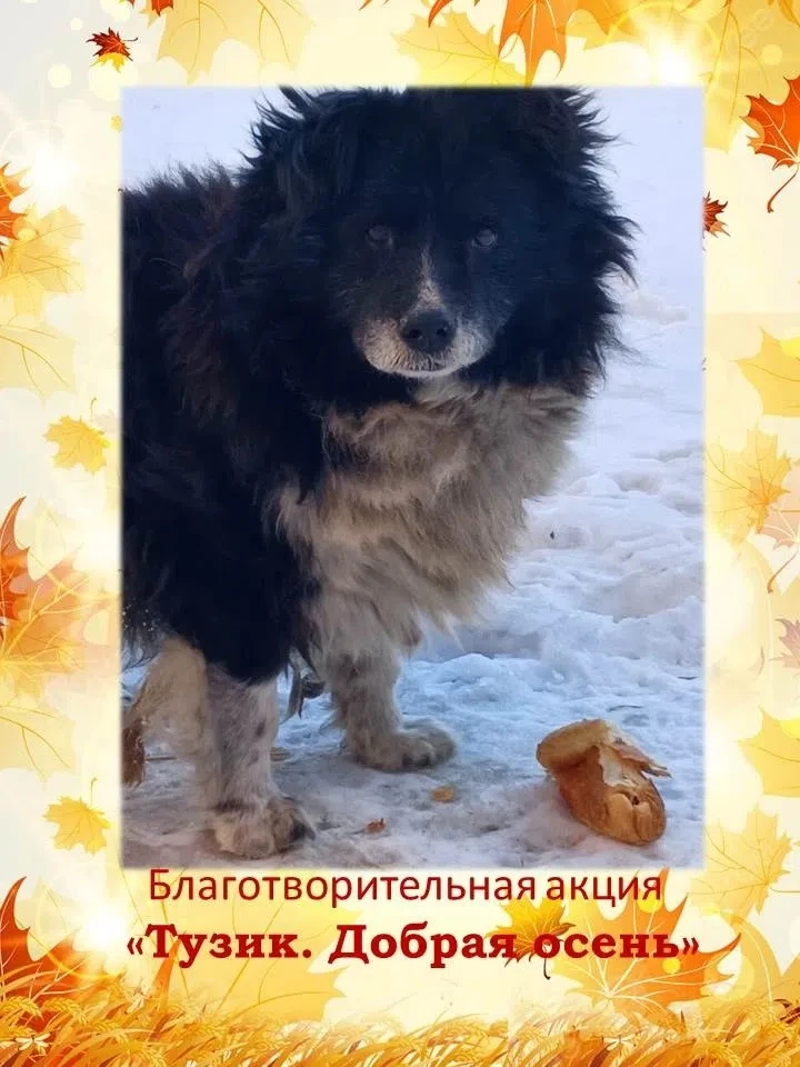 🐕Благотворительная акция помощи Искитимскому приюту для собак «Тузик. Добрая осень» ст...